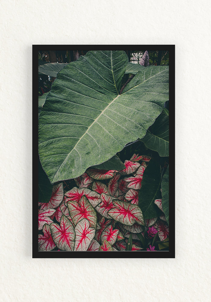 Alocasia Calladium