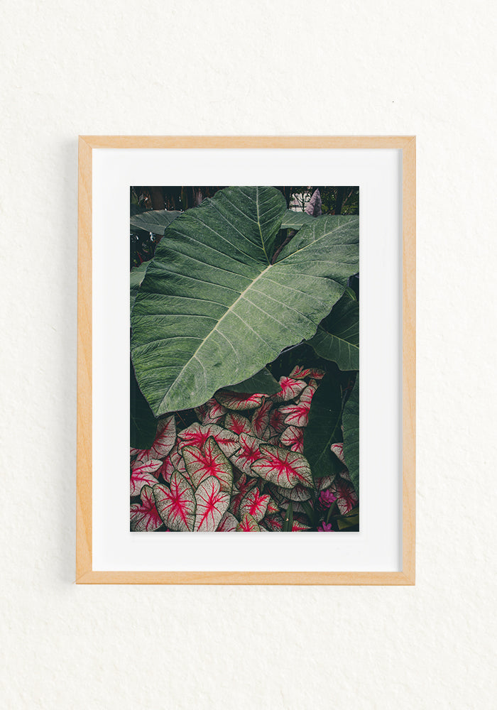 Alocasia Calladium
