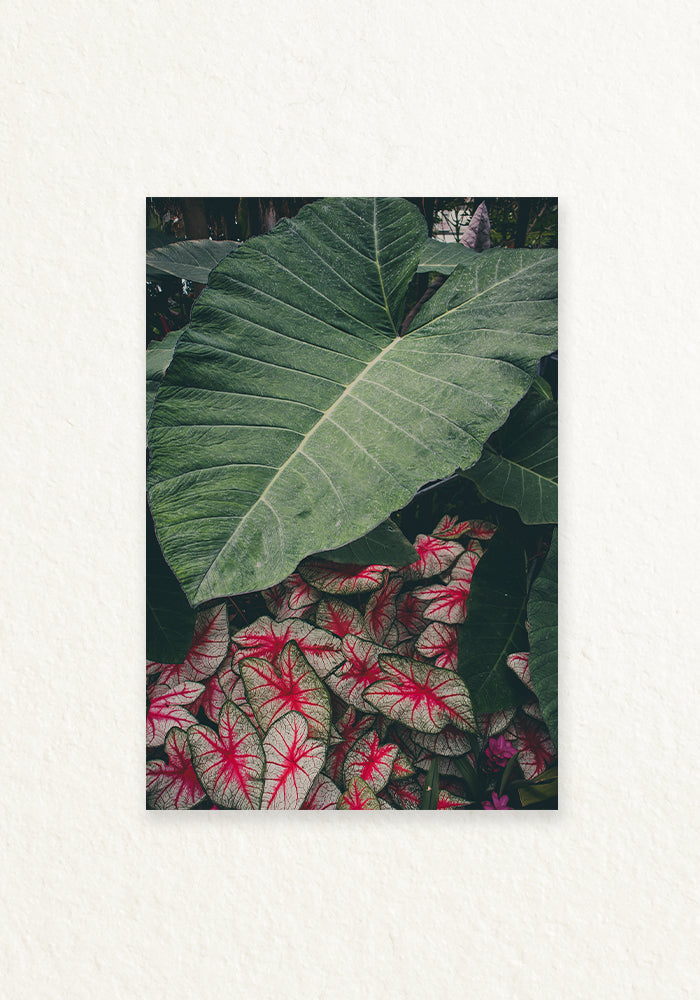 Alocasia Calladium