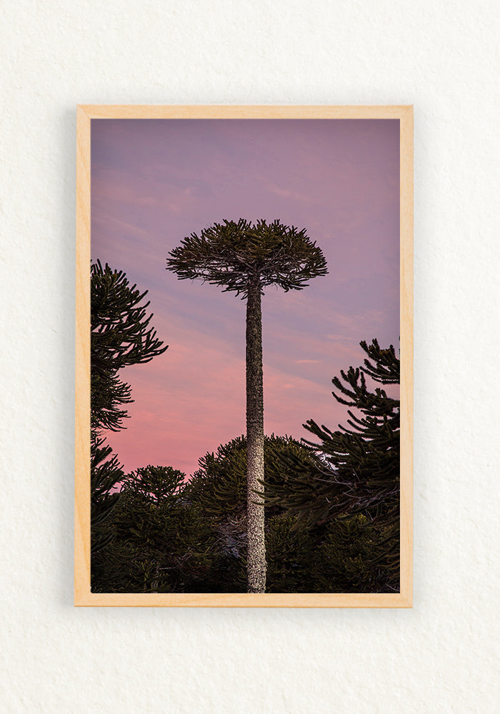 Araucaria Rosa