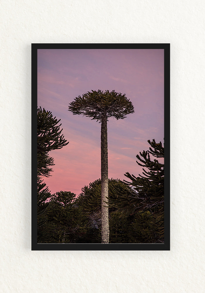 Araucaria Rosa