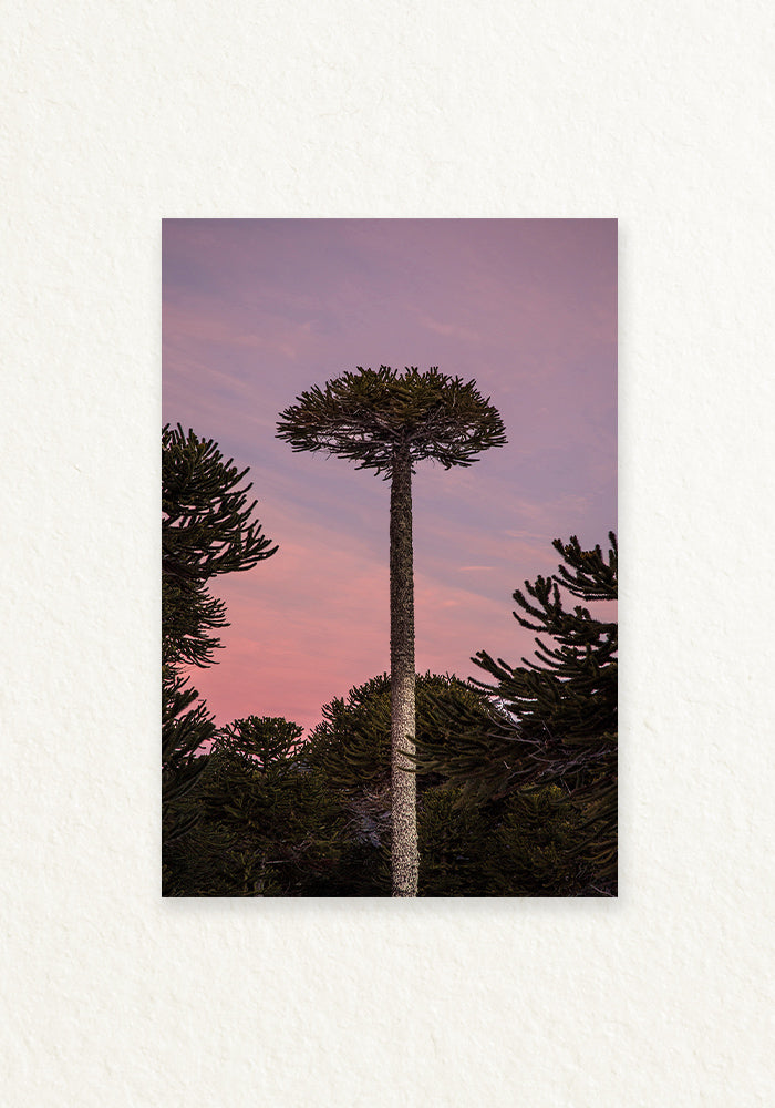 Araucaria Rosa
