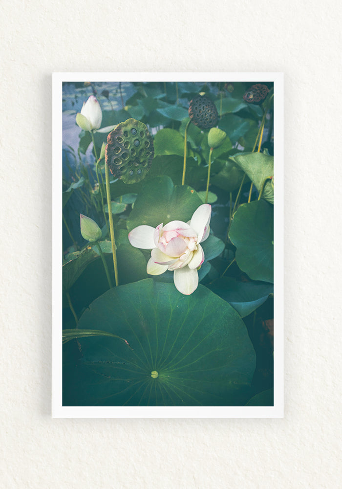 Lotus Blooming