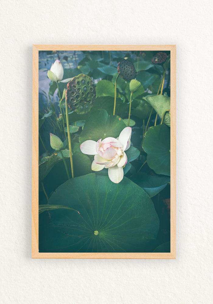 Lotus Blooming