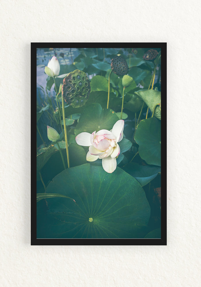 Lotus Blooming