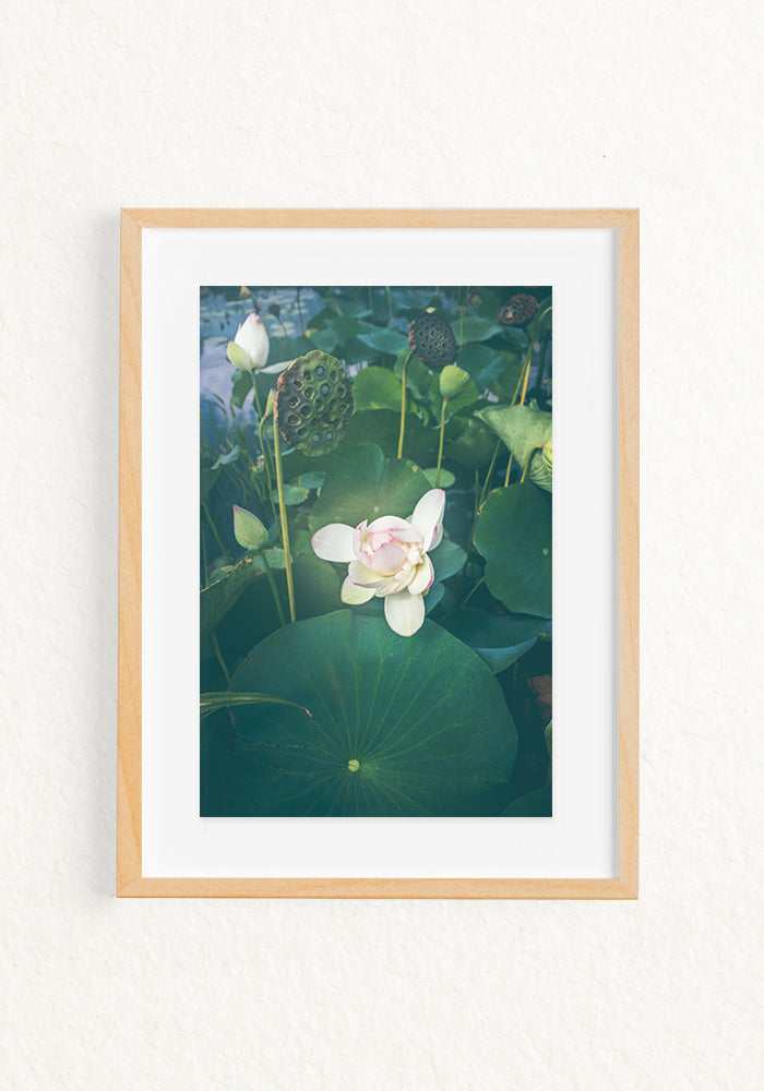 Lotus Blooming