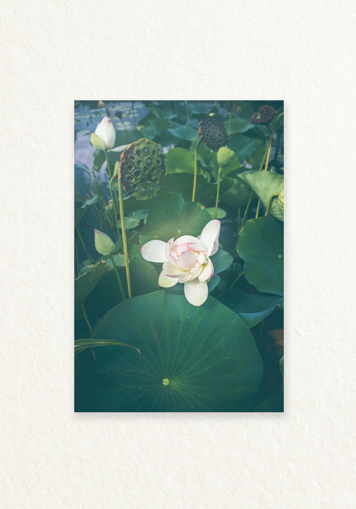 Lotus Blooming