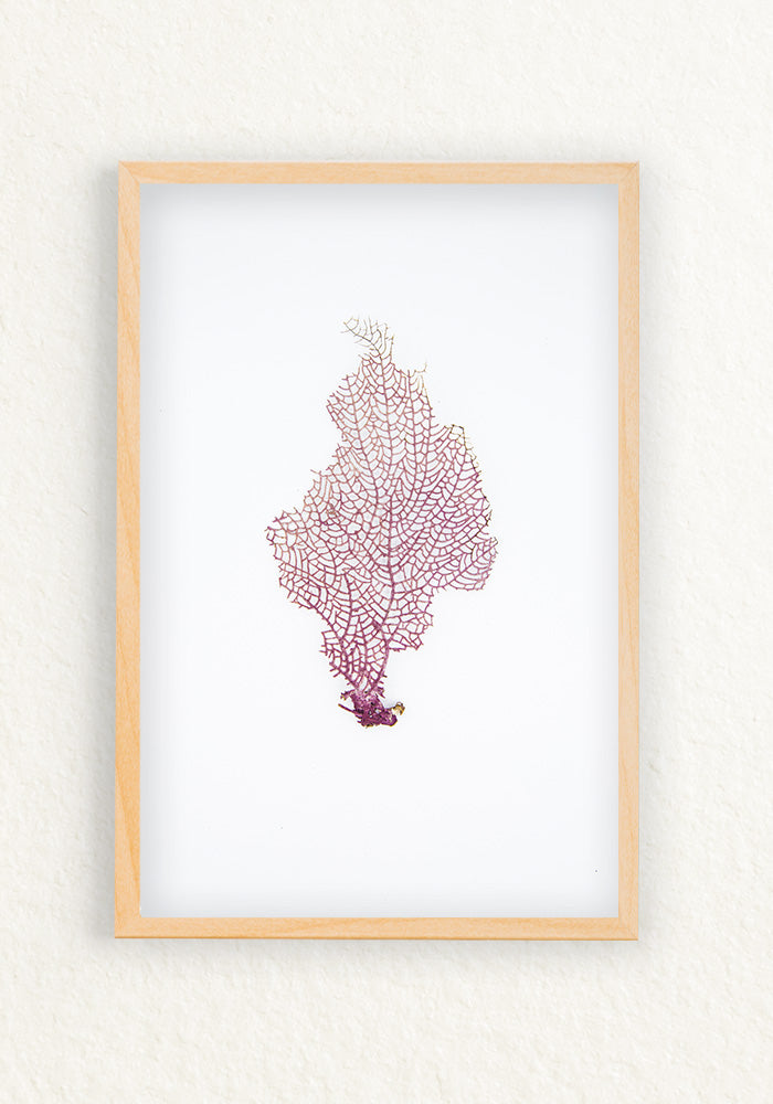 Coral Rescatado