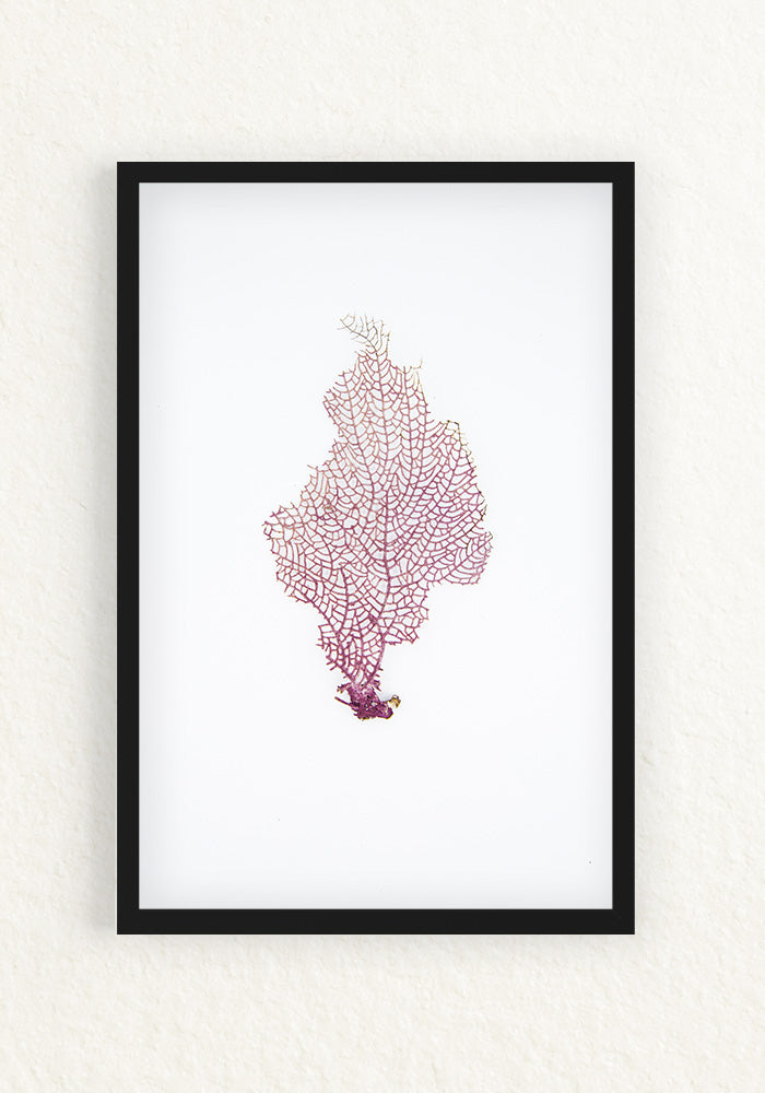 Coral Rescatado