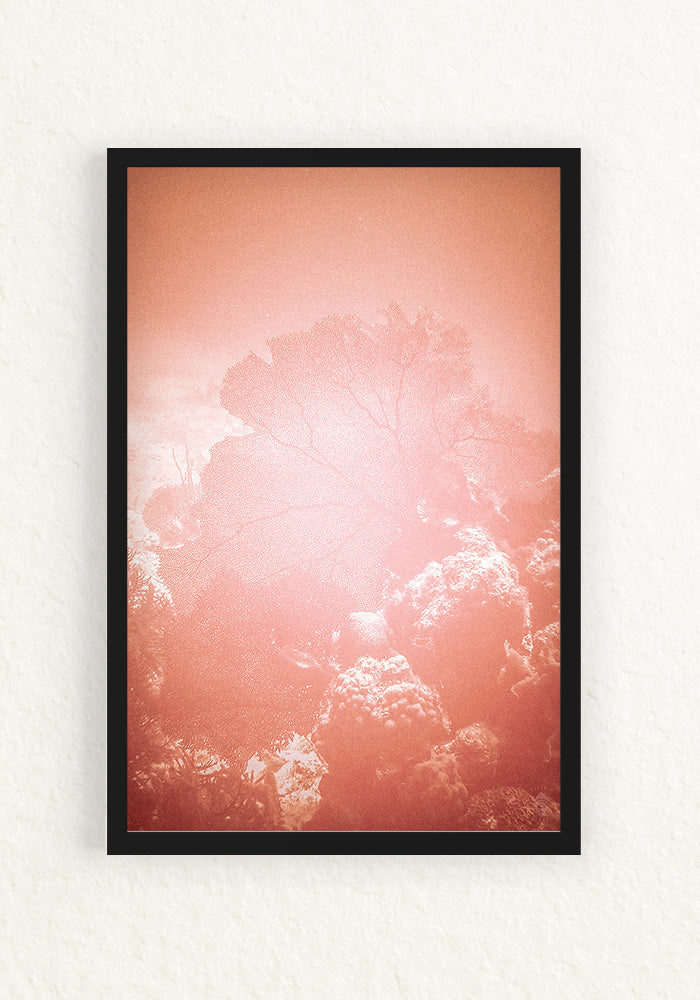 Coral