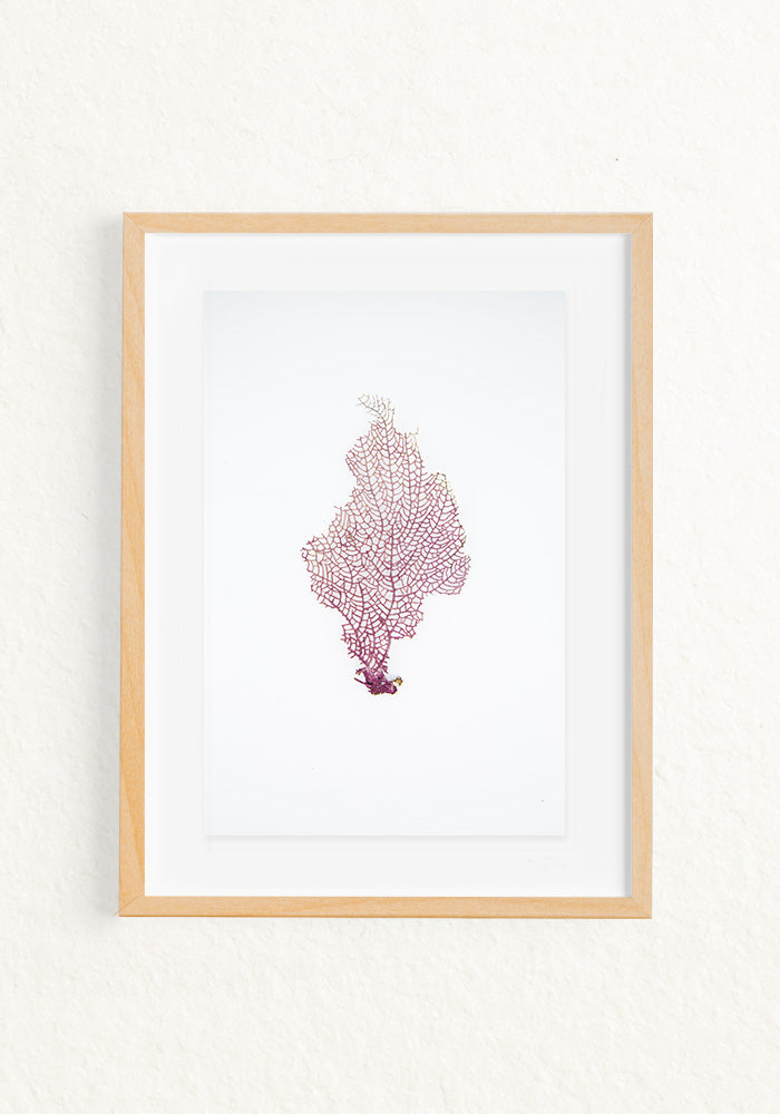 Coral Rescatado