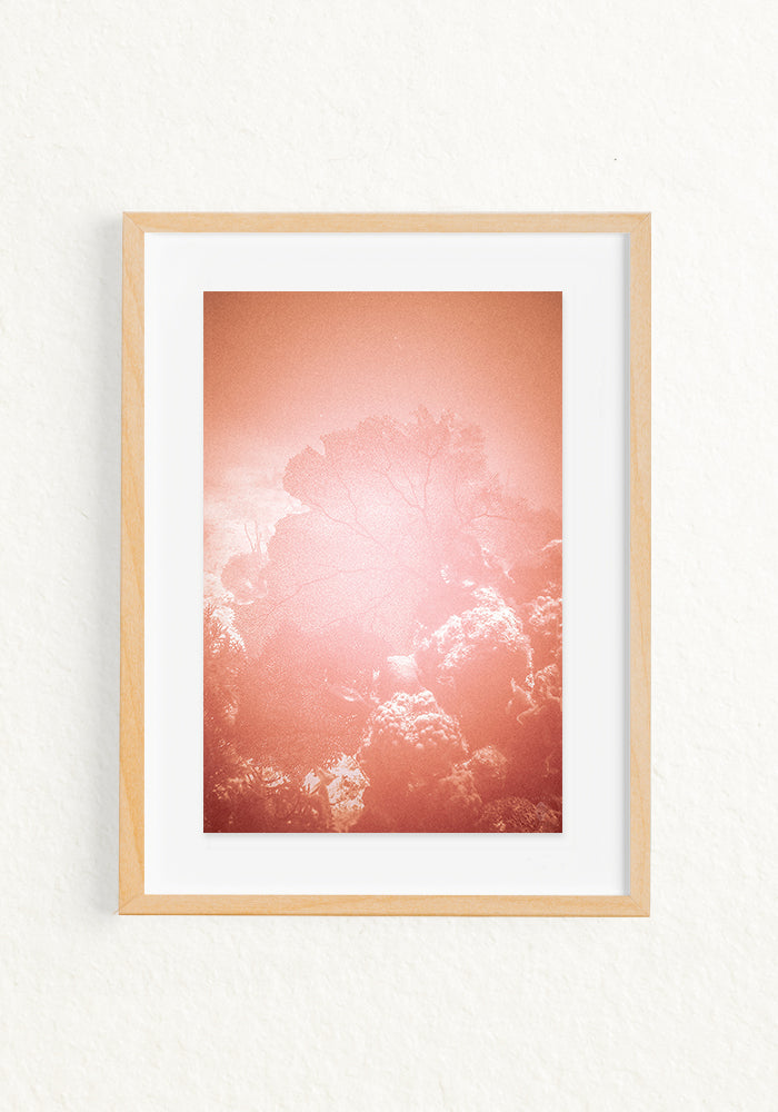 Coral