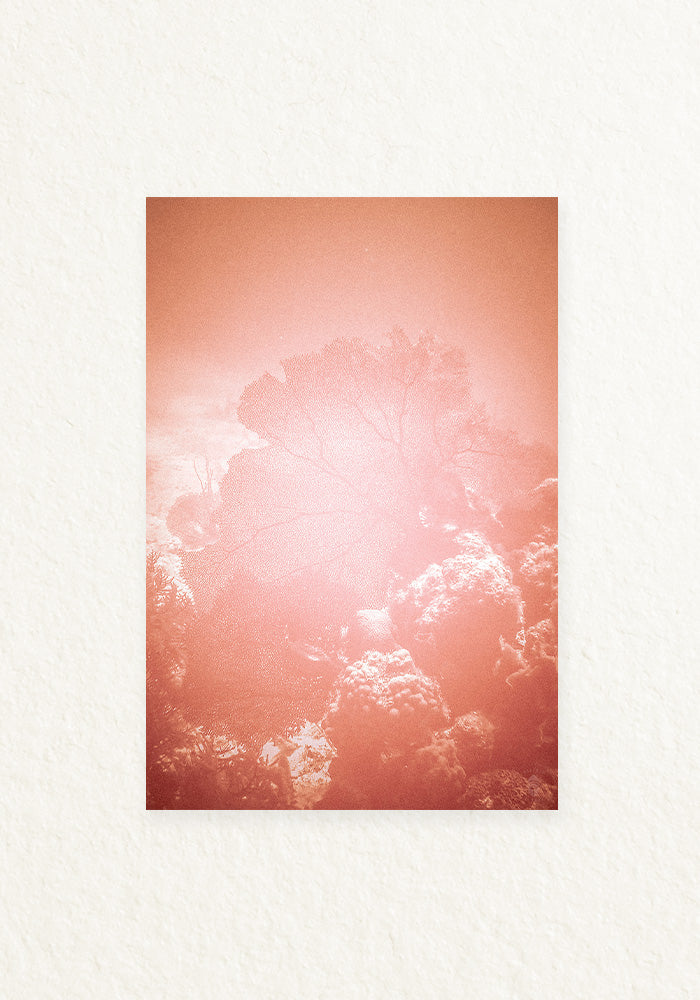 Coral