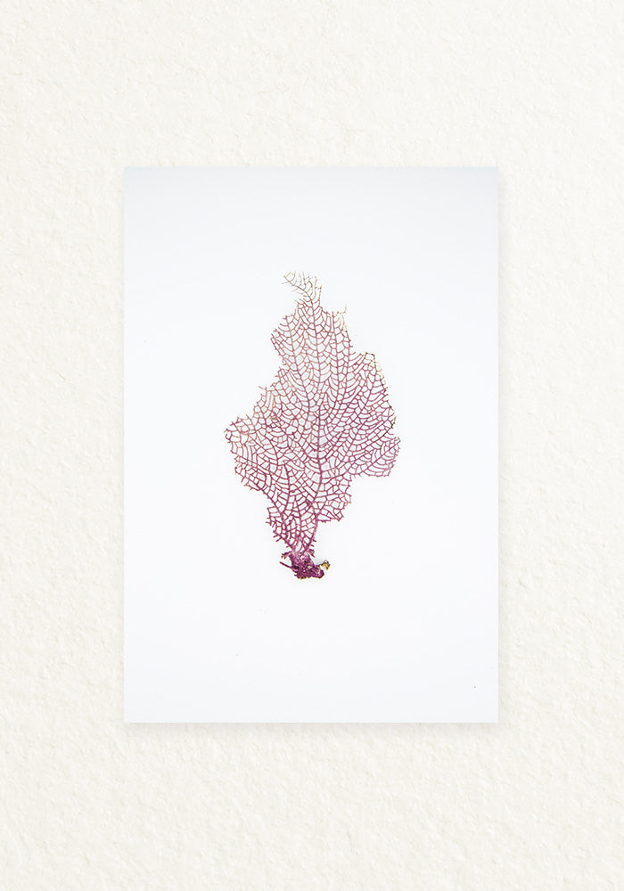 Coral Rescatado