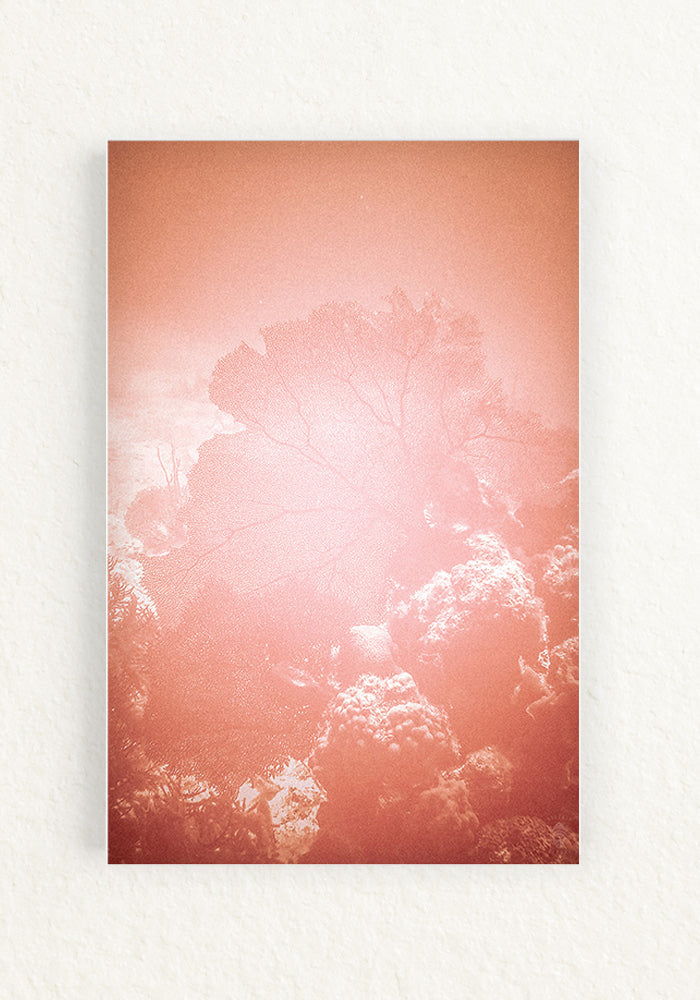 Coral