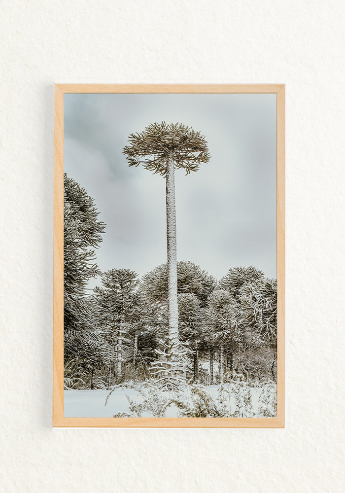 Araucaria