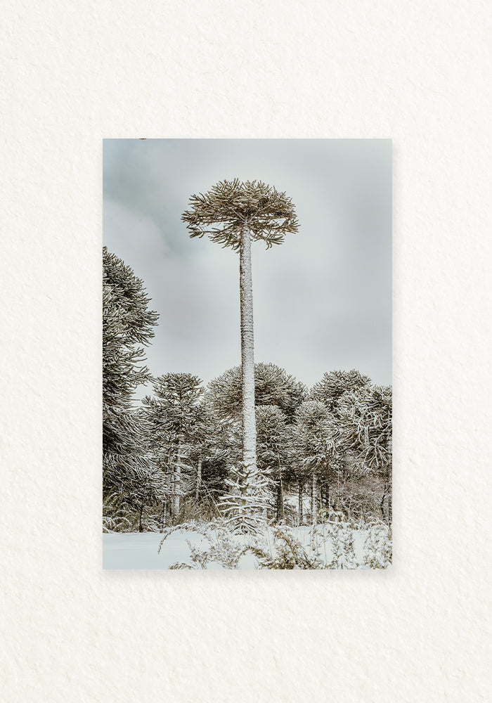 Araucaria