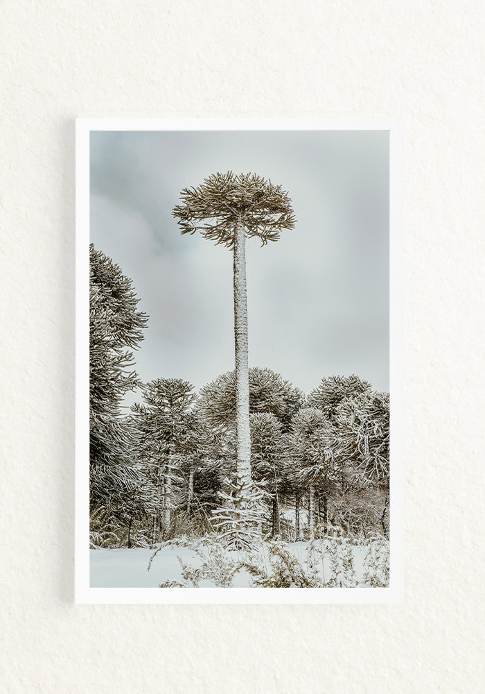 Araucaria