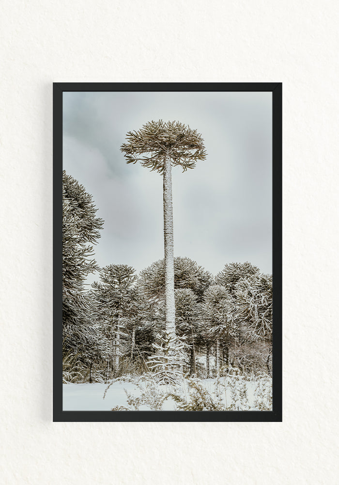 Araucaria