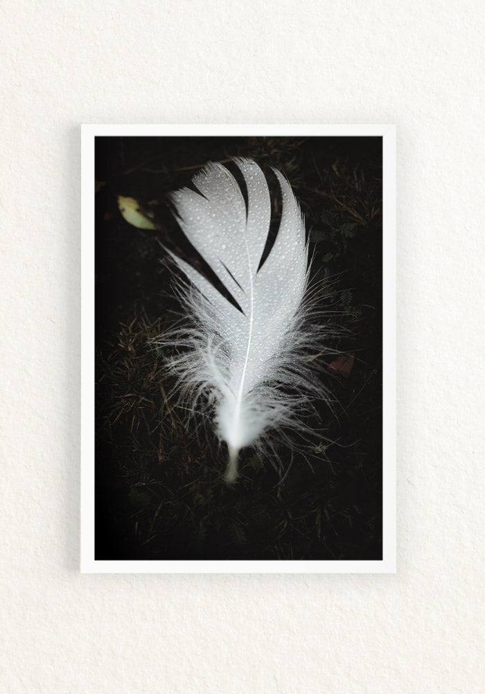 Pluma