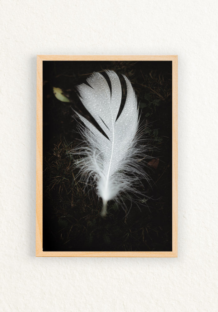 Pluma