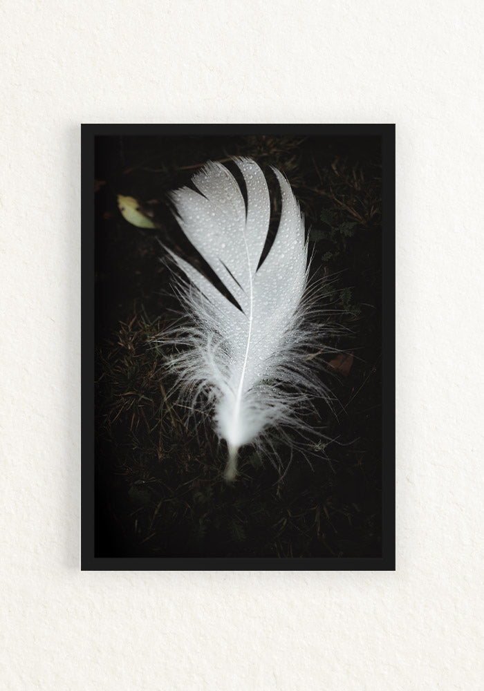 Pluma