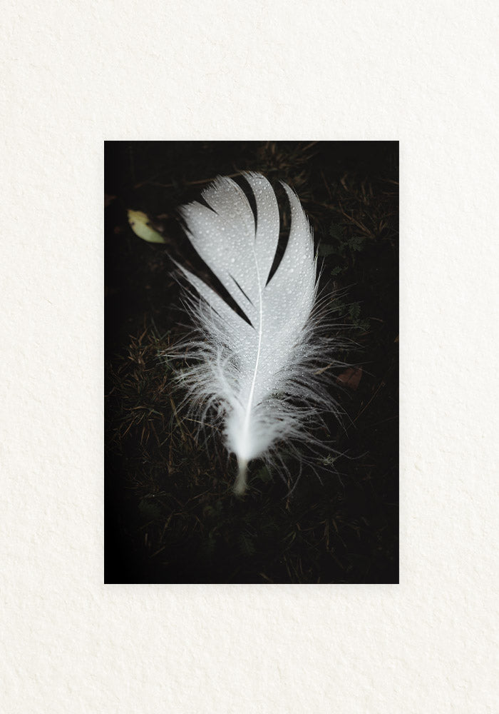 Pluma