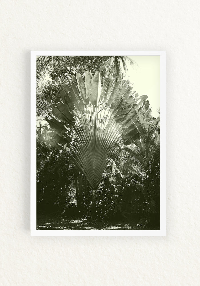 Musa paradisiaca