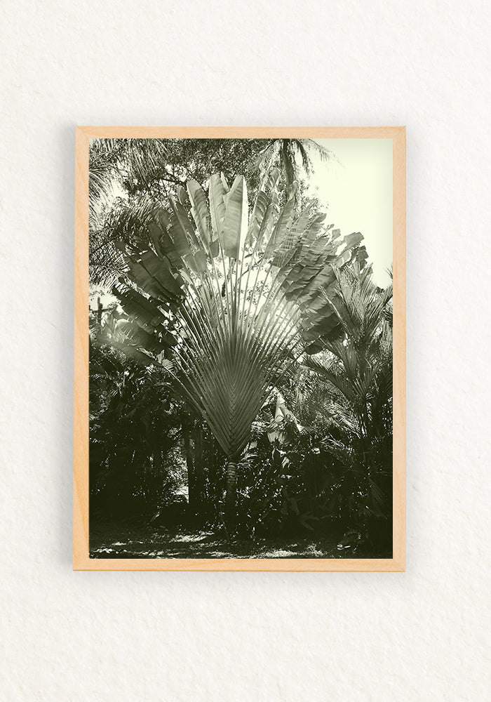 Musa paradisiaca