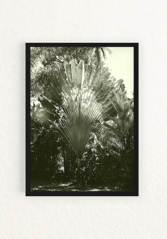Musa paradisiaca