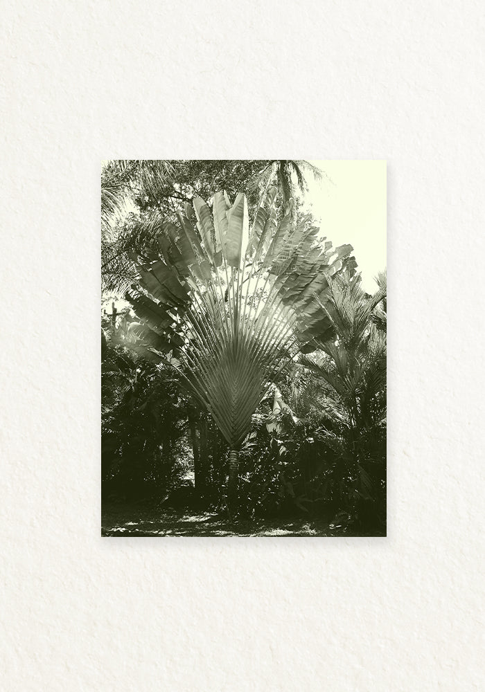 Musa paradisiaca