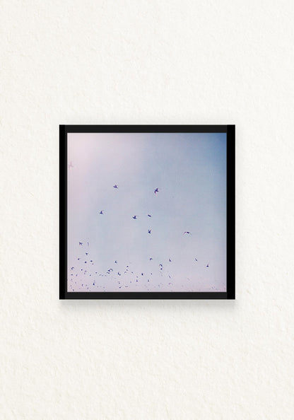 lucy in the sky 120mm