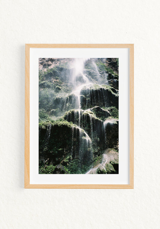Treefall 35mm