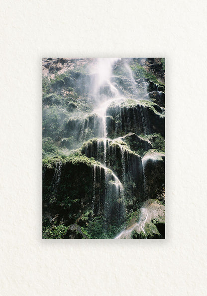 Treefall 35mm