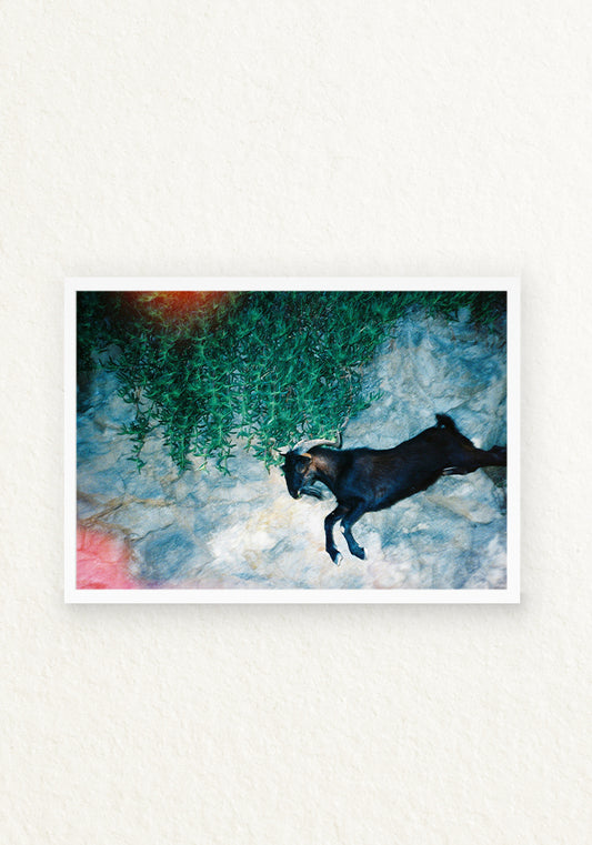 The goat 35mm