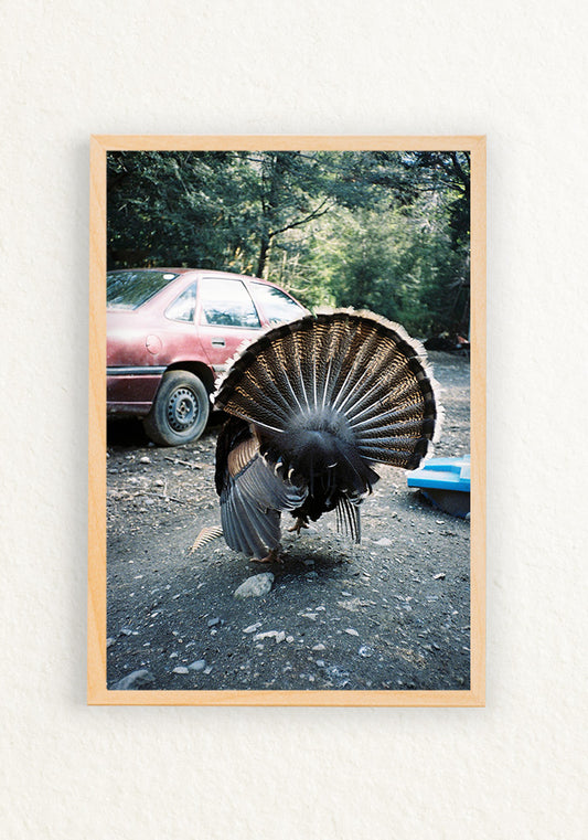 Pavo rural