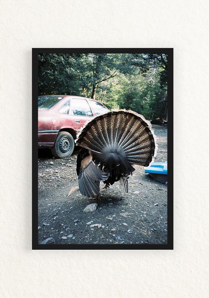 Pavo rural