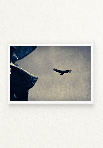 Condor Andino