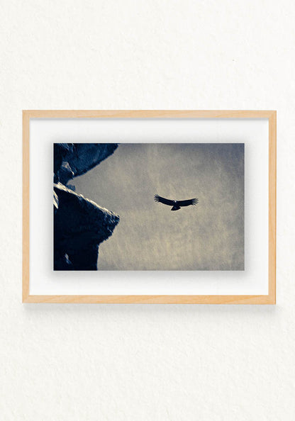 Condor Andino