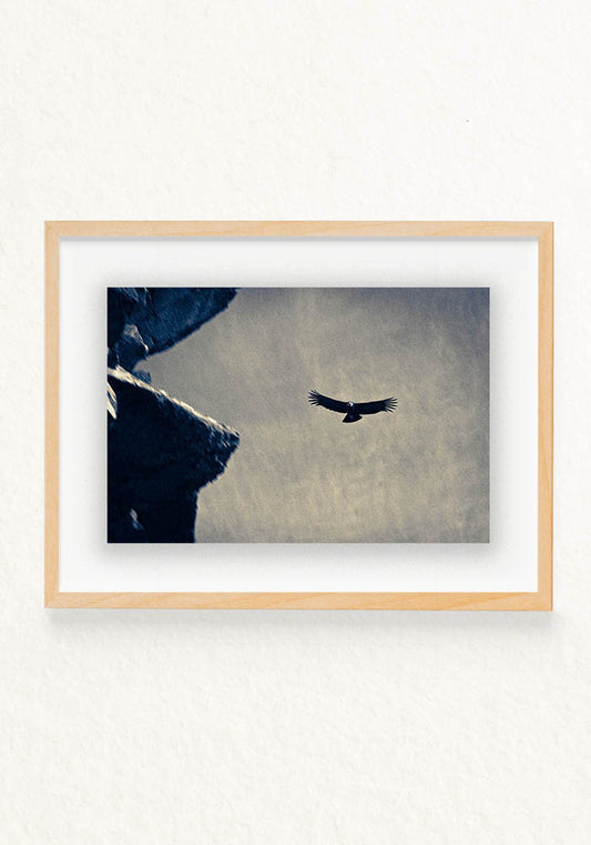 Condor Andino