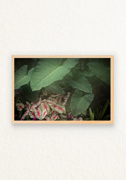 Alocasia Calladium
