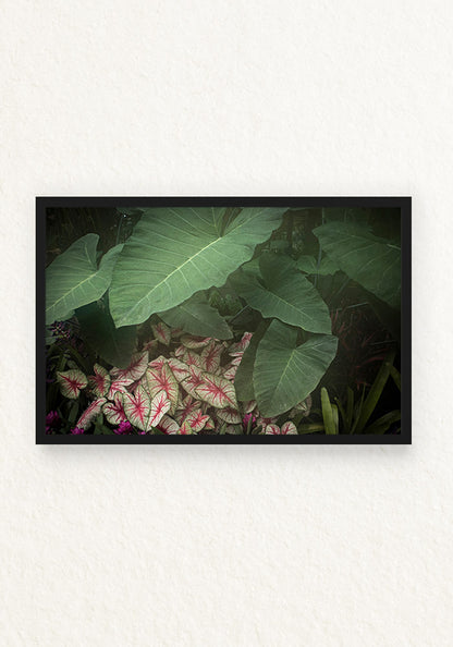 Alocasia Calladium
