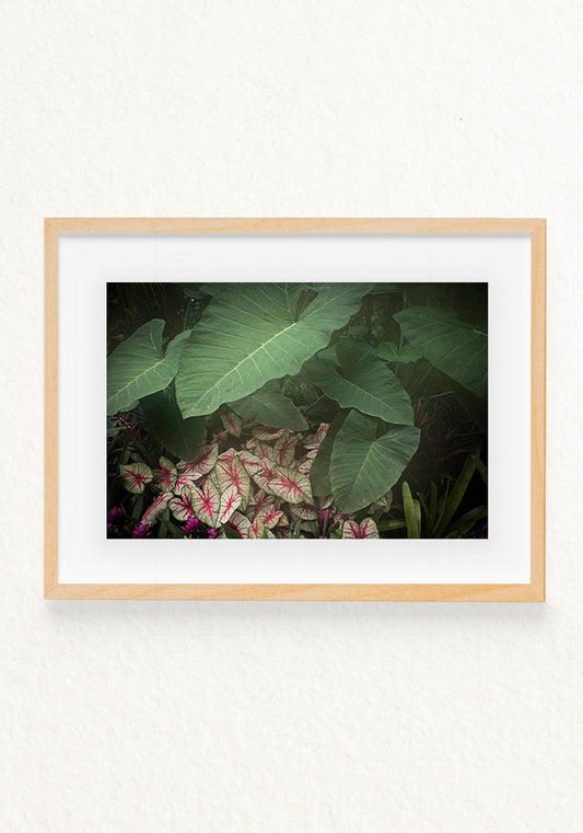 Alocasia Calladium