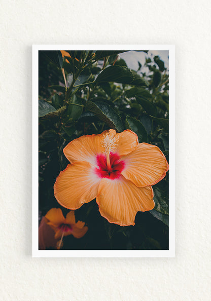 Botánica Tropical, Orange Hibiscus