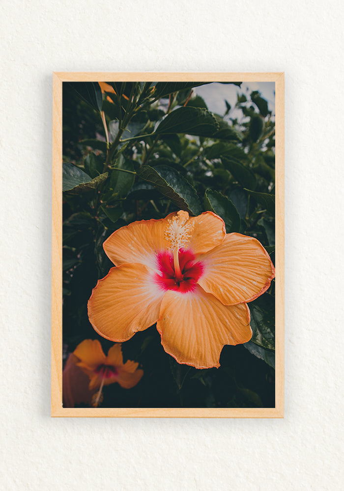 Botánica Tropical, Orange Hibiscus