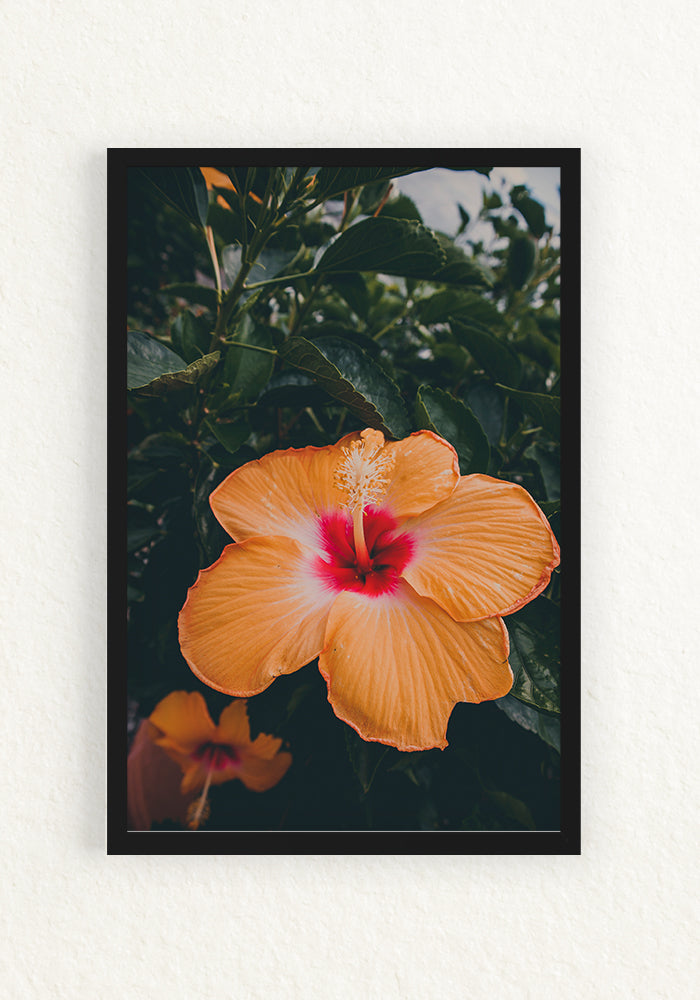 Botánica Tropical, Orange Hibiscus