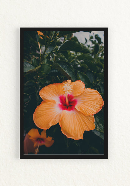 Botánica Tropical, Orange Hibiscus