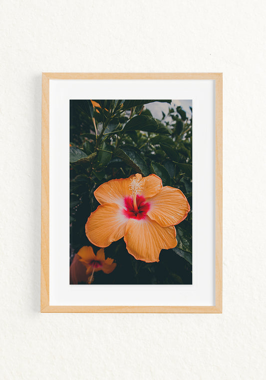 Botánica Tropical, Orange Hibiscus
