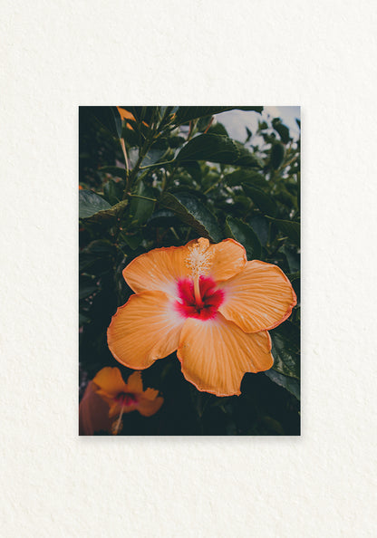 Botánica Tropical, Orange Hibiscus