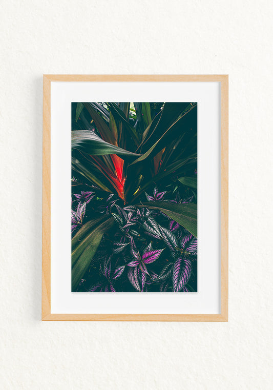 Botanica Tropical y Escudo persa